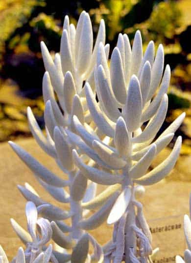 Senecio Haworthii (Cocoon Plant)
