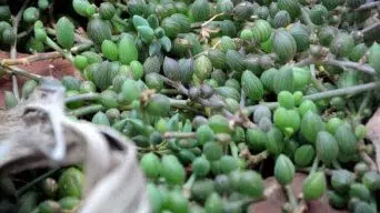 Caring for Senecio Herreianus: String of Tears