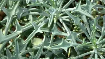 Caring for Senecio Kleiniiformis