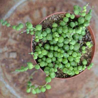 Senecio Rowleyanus (String of Pearls)