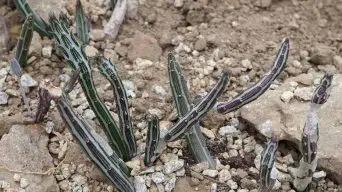 Caring for Senecio stapeliiformis (Kleinia stapeliiformis)