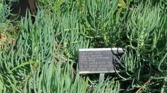 Caring for Senecio Talinoides