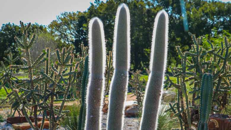 Cleistocactus strausii (Silver Torch Cactus)