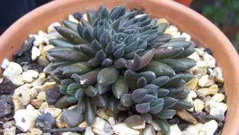 Caring for Sinocrassula Yunnanensis (Chinese Jade)