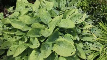 Hostas with slugs