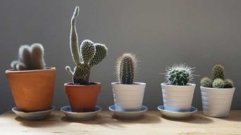 Caring for Small Cactus Plants