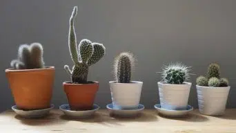 Caring for Small Cactus Plants