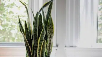 Snake Plant Yellow Leaves