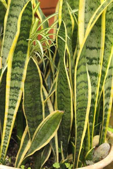 Sansevieria Trifasciata 'Laurentii' (Variegated Snake Plant)