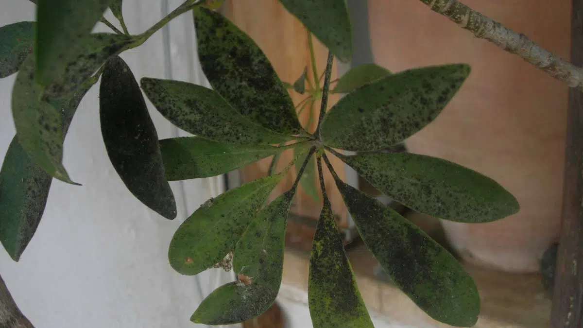 Sooty mold on Schefflera