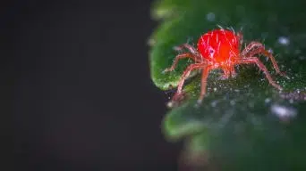 Cactus Plant with Spider Mites