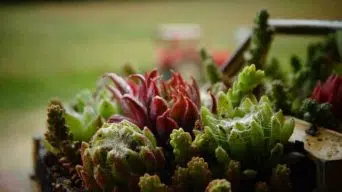 Succulent with Spider Mites