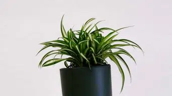 A Wilting Spider Plant