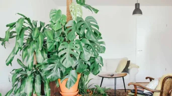 Staking a Monstera