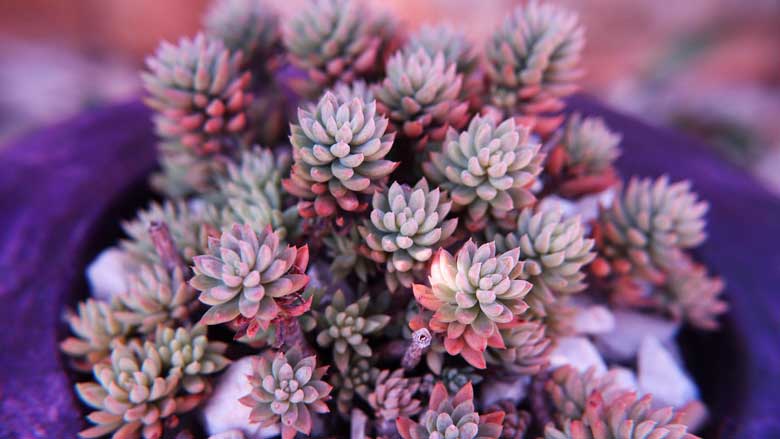 How to Stress Succulents