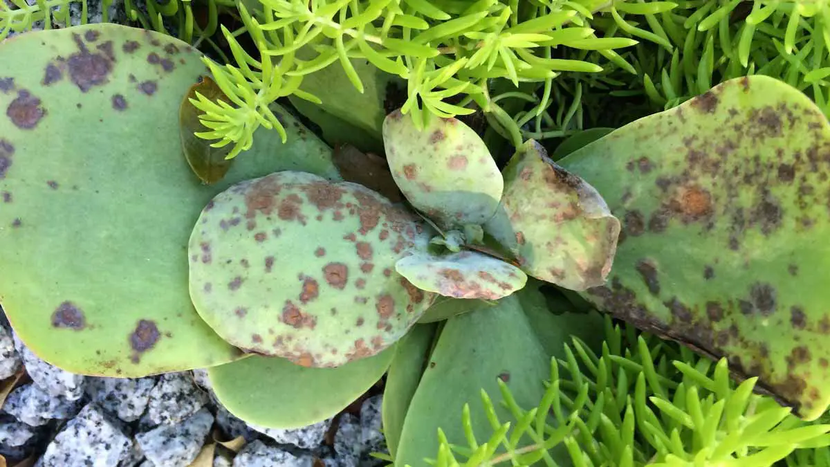 Succulent with fungal disease