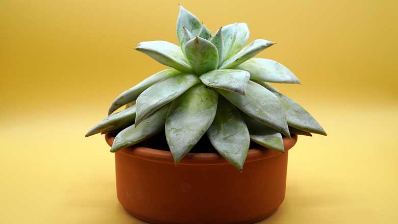 succulent leaves drooping