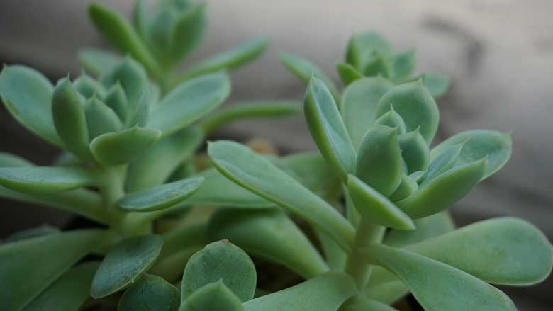 why-are-my-succulent-leaves-falling-off-and-how-to-fix-it-garden-s