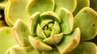 Succulent Yellow Leaves