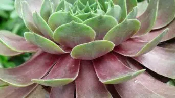 Red Succulent