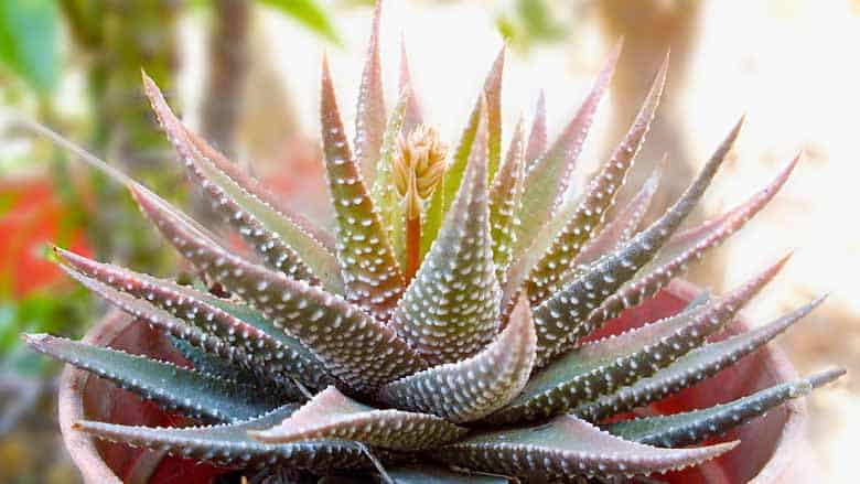 Haworthia fasciata