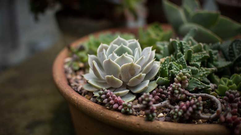 Beginners caring for succulents