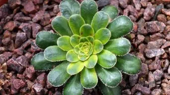 Growing Succulents in Rocks