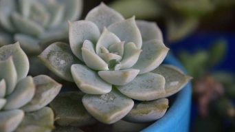 Propagating Succulents in Water