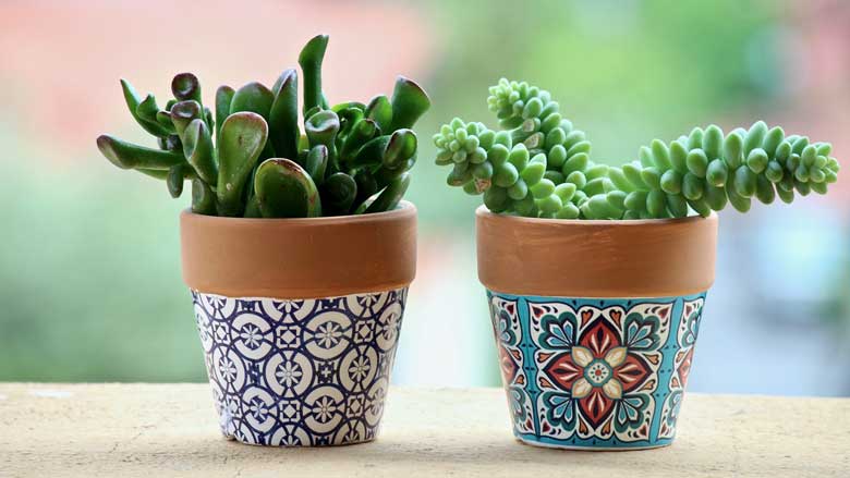 How to Plant and Water Succulents Without Drainage Holes