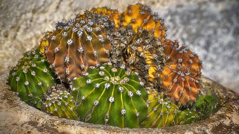 A Cactus Sunburn