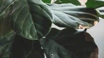 Fiddle Leaf Fig Sunburn