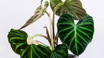 Philodendron Plant Sunburn