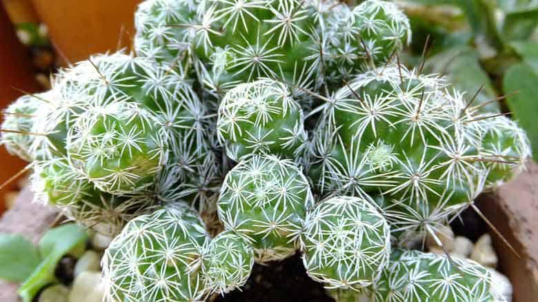 Thimble Cactus