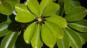 A Schefflera Umbrella Plant that is Dying