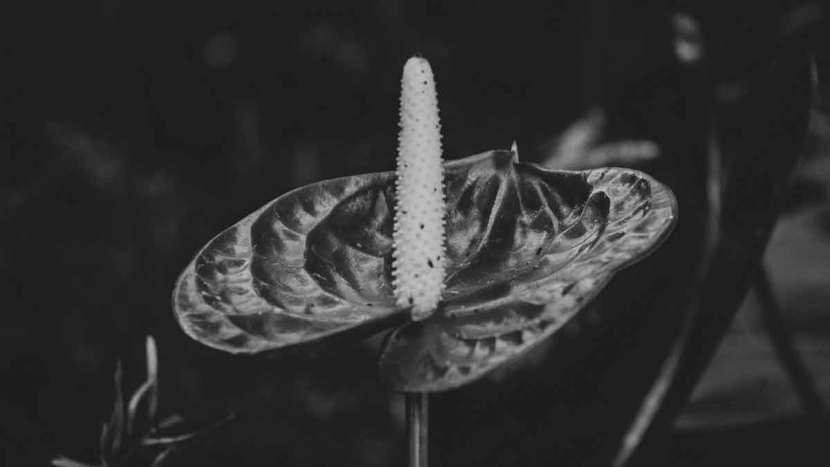 Underwatering Anthurium Plant