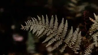 Underwatering a Fern