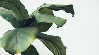 Underwatering a Fiddle Leaf Fig
