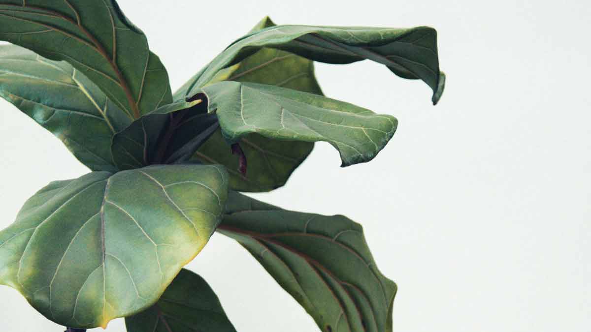 Underwatered Fiddle Leaf Fig