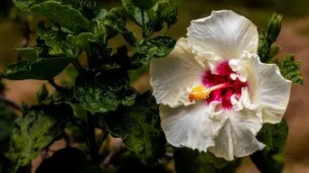 Underwatering a Hibiscus Plant