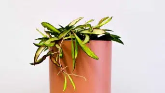 Underwatering a Hoya Plant