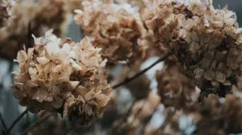 Underwatering an Hydrangea Plant