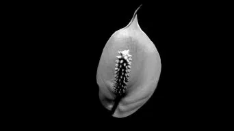 Underwatering a Peace Lily Plant