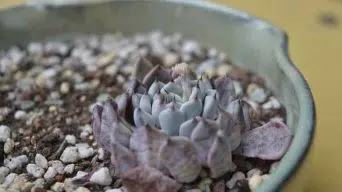 Underwatering Succulent Plants