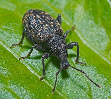 Vine Weevils