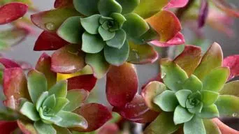 Watering Succulent Plants