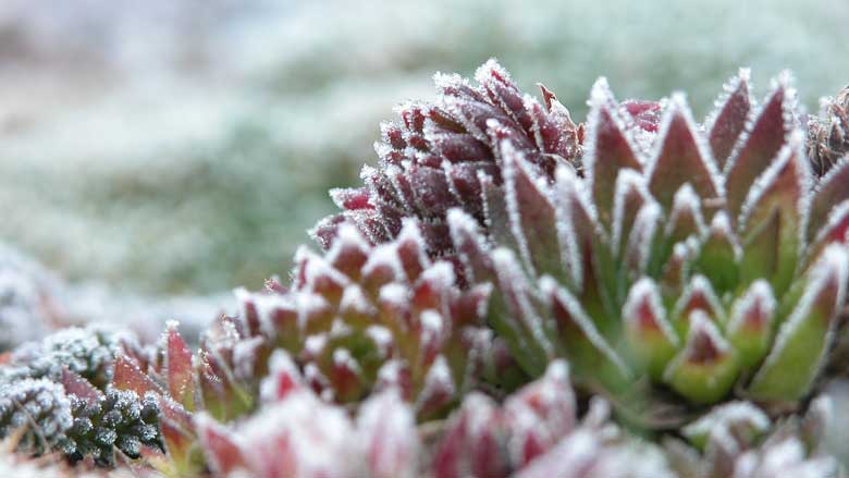 What Temperature Can Succulents Tolerate