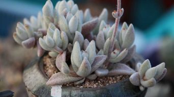 How To Tell When Succulents Need Repotting