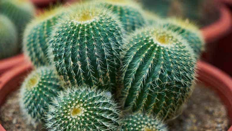 When Is the Best Time to Transplant a Cactus