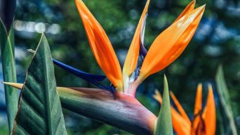 Bird of Paradise with White Spots