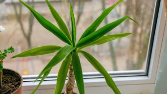 Dracaena leaves with white spots